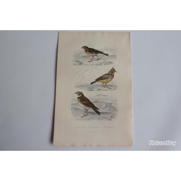 Gravure BUFFON Alouette Cochevis Calandre Oiseaux XIXe si�cle
