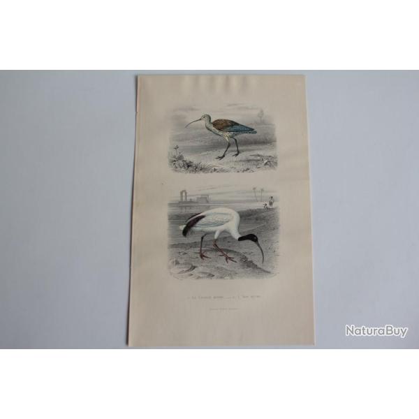 Gravure BUFFON Courlis Ibis Oiseaux XIXe si�cle