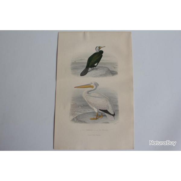 Gravure BUFFON Cormoran P�lican Oiseaux XIXe si�cle