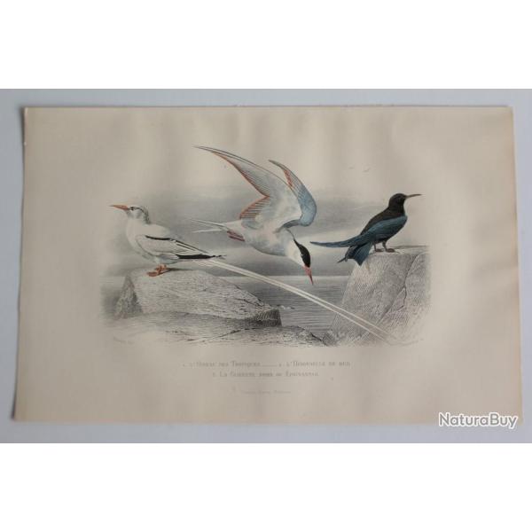 Gravure BUFFON Oiseau Tropiques Hirondelle de mer Guifette XIXe si�cle