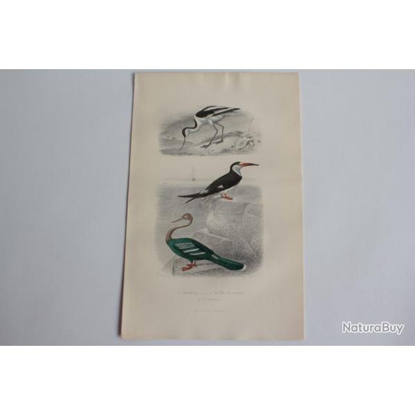 Gravure BUFFON Avocette Bec en ciseaux Anhinga Oiseaux XIXe si�cle