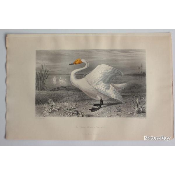 Gravure BUFFON Cygne Oiseaux XIXe si�cle