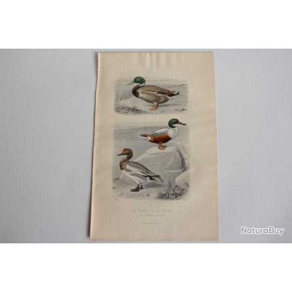 Gravure BUFFON Canard Souchet Canard Siffleur Oiseaux XIXe si�cle