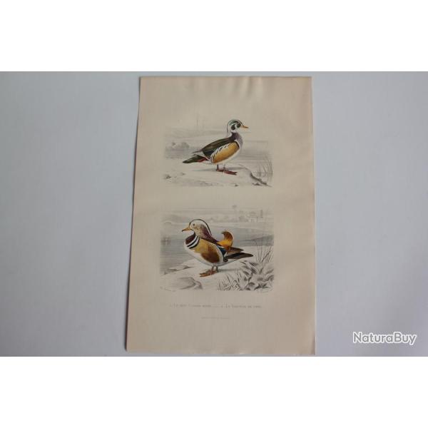 Gravure BUFFON Canard Hupp� Sarcelle de Chine Oiseaux XIXe si�cle