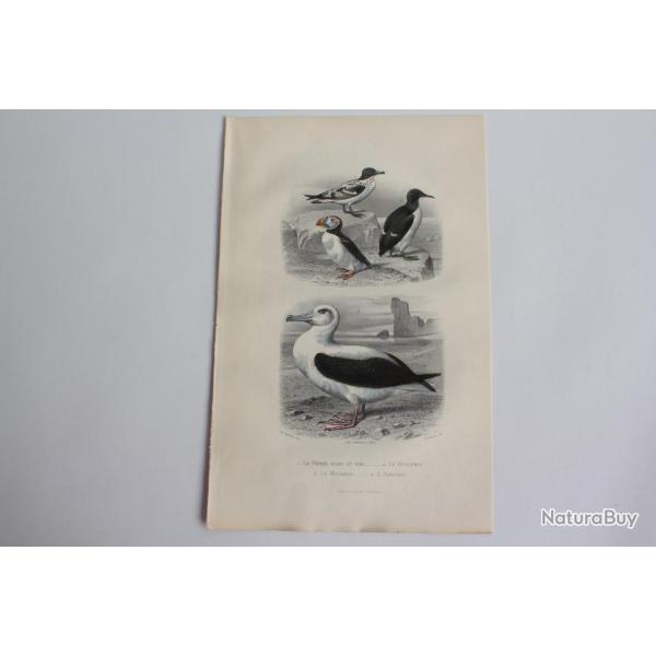 Gravure BUFFON P�trei Guillemot Macareux Albatros Oiseaux XIXe si�cle