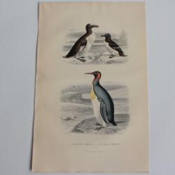 Gravure BUFFON Pingouins communs Grand Manchot Oiseaux XIXe siècle