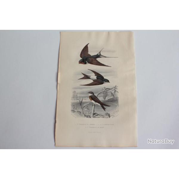 Gravure BUFFON Hirondelle Oiseaux XIXe sicle