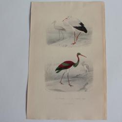 Gravure BUFFON Cigogne Cigogne noire Oiseaux XIXe siècle