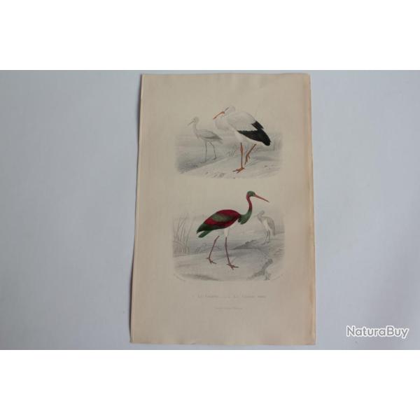 Gravure BUFFON Cigogne Cigogne noire Oiseaux XIXe sicle