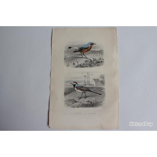 Gravure BUFFON Le Motteux La Lavandire Oiseaux XIXe sicle