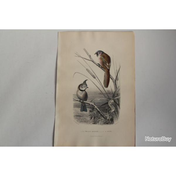 Gravure BUFFON Msange moustache Huppe Oiseaux XIXe sicle