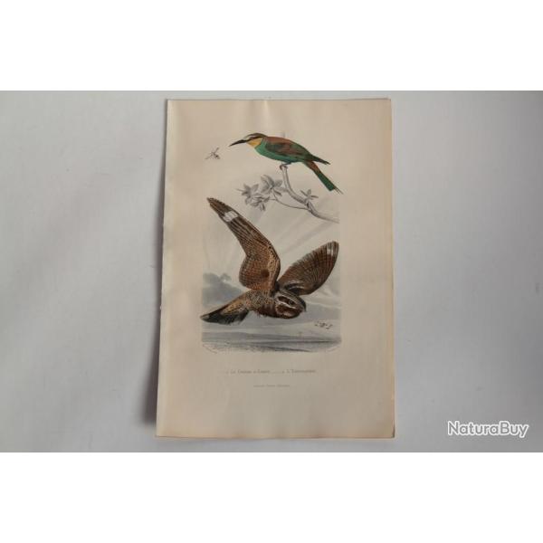 Gravure BUFFON Gupier d'Europe Engoulevent Oiseaux XIXe sicle