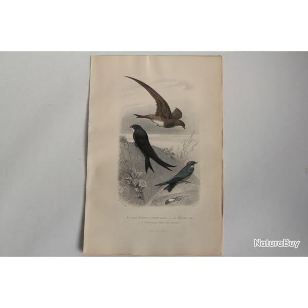Gravure BUFFON Martinet Hirondelle Oiseaux XIXe sicle
