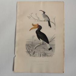 Gravure BUFFON Tock Calao rhinocéros Oiseaux XIXe siècle