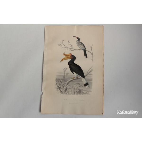 Gravure BUFFON Tock Calao rhinocros Oiseaux XIXe sicle
