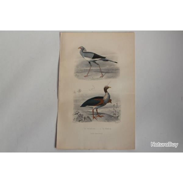 Gravure BUFFON Secrtaire Kamichi Oiseaux XIXe sicle