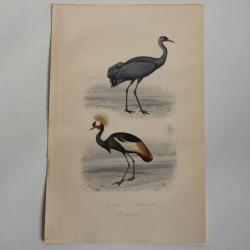 Gravure BUFFON Grue Oiseau-Royal Oiseaux XIXe siècle