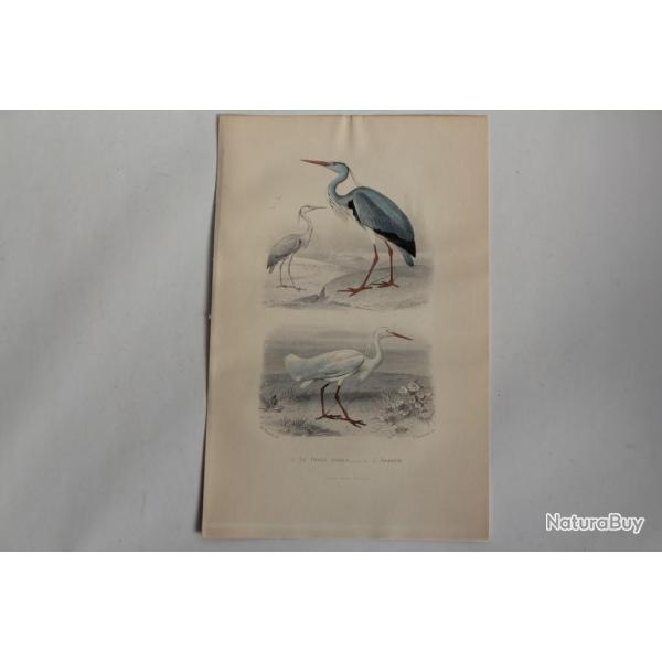 Gravure BUFFON Hron Commun Aigrette Oiseaux XIXe sicle