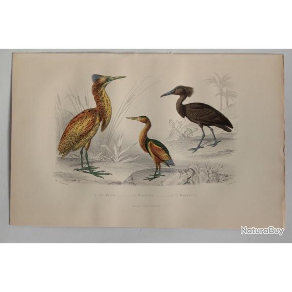 Gravure BUFFON Butor Blongios Ombrette Oiseaux XIXe sicle