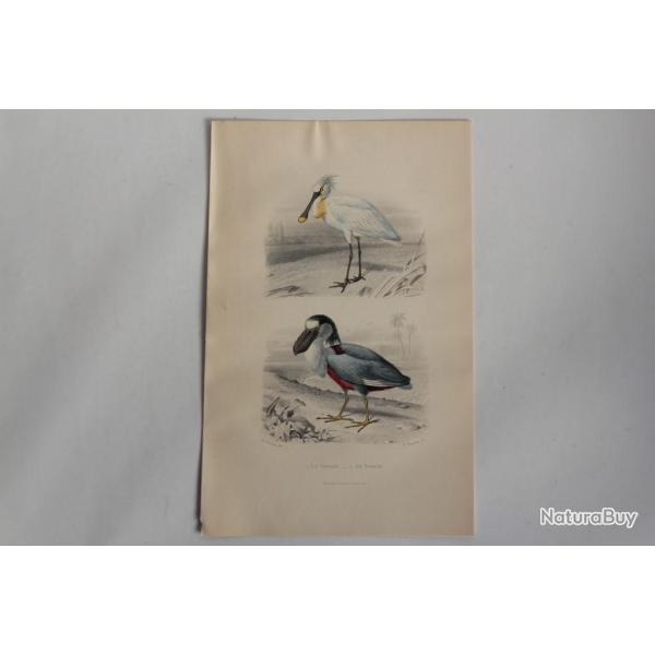 Gravure BUFFON Spatule Savacou Oiseaux XIXe sicle