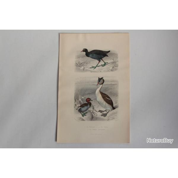 Gravure BUFFON Foulque Gr�be Castagneux Oiseaux XIXe si�cle