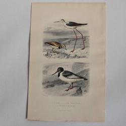 Gravure BUFFON Échasse Tourne-pierre Huîtrier Oiseaux XIXe siècle