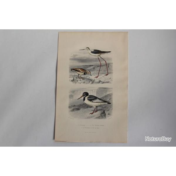 Gravure BUFFON �chasse Tourne-pierre Hu�trier Oiseaux XIXe si�cle