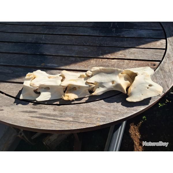 Lot de 4 vertbres cervicales de cerf laphe ; Cervus elaphus