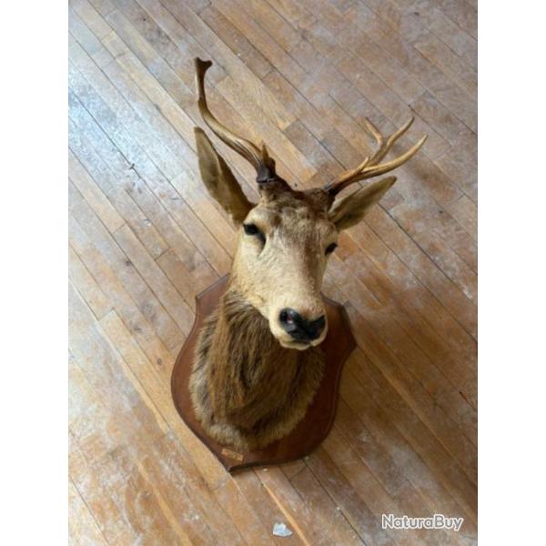 Vends trophe de Cerf 160 dont 10 de participation aux frais d'envoi.