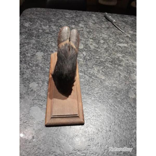 trophee chasse   sur socle