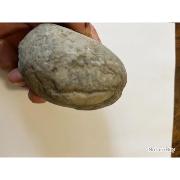 Je Rare gros nodule d'ammonite � ouvrir