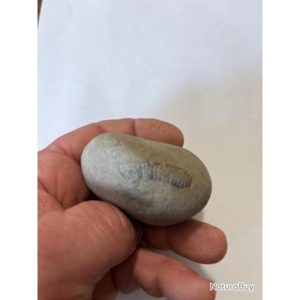 Je Rare nodule d'ammonite � ouvrir