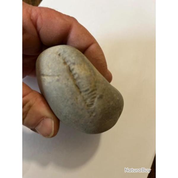 Rare nodule d'ammonite � ouvrir 3