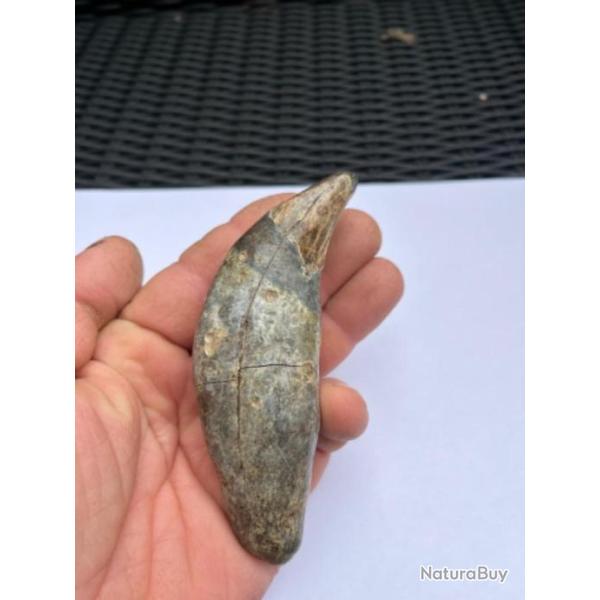 �norme canine inf�rieure d'un ours des cavernes fossile