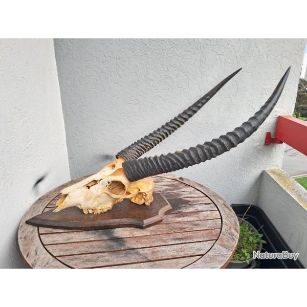 Cr�ne de Cobe defassa sur �cusson ; Waterbuck ; Kobus ellipsiprymnus defassa #J2