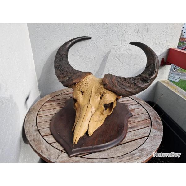 Troph�e du buffle du Cap ( caffer ) ; Syncerus caffer #B9