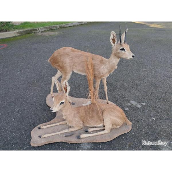 Taxidermie diorama d'un couple d' Our�bi ; Ourebia ourebi