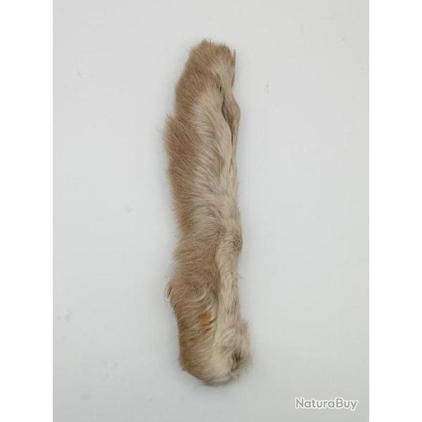 Patte de li�vre arctique (P.L.A) Cendr� moyen