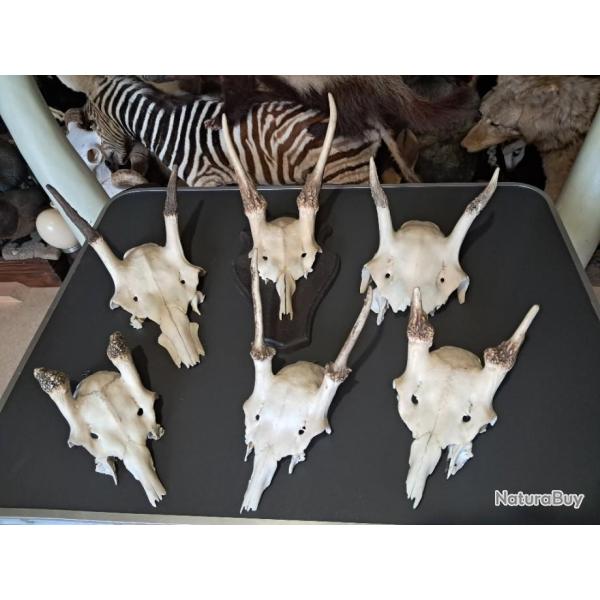 Lot de 6 daguets de daim / cerf