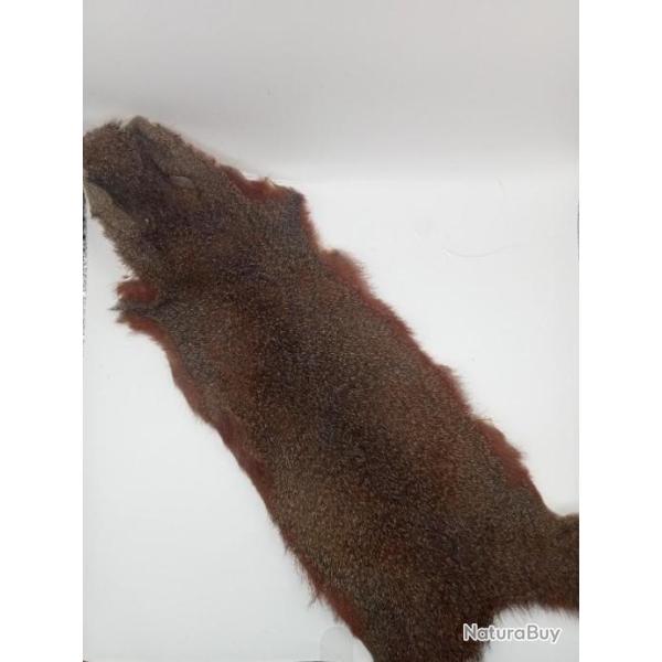 �cureuil sur peau enti�re naturelle