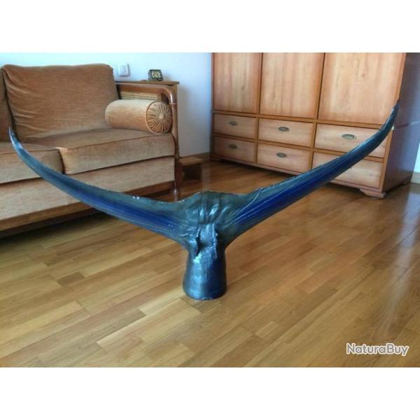 Queue d'espadon dcoration