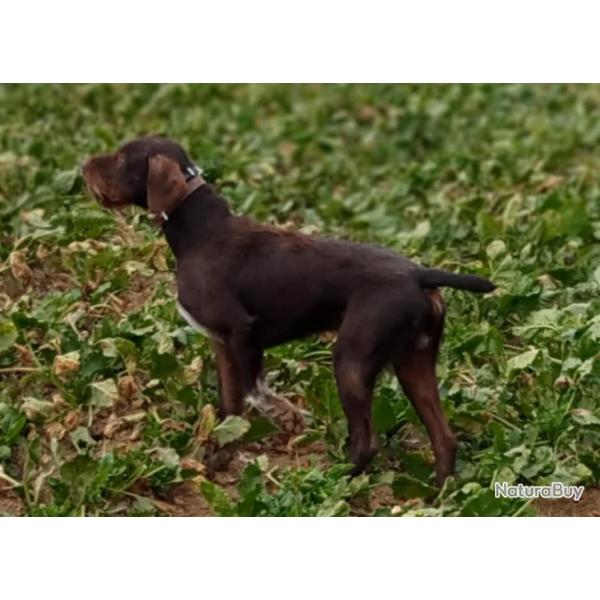 offre de saillie barbu tcheque