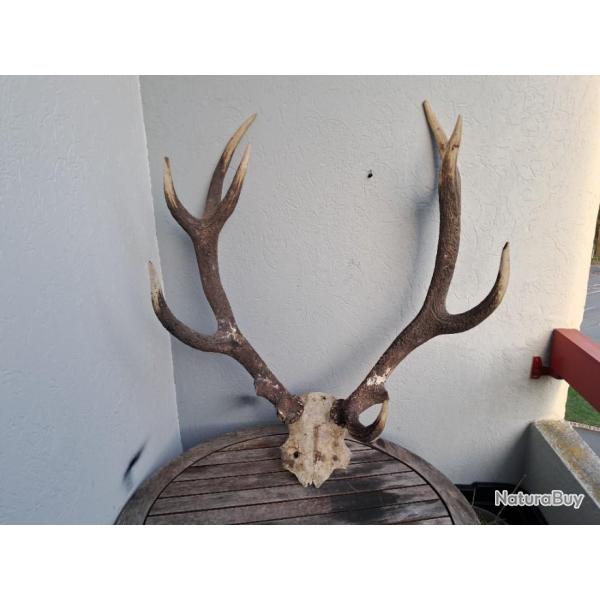 Massacre de cerf laphe ; Cervus elaphus 12 cors irrguliers #N1