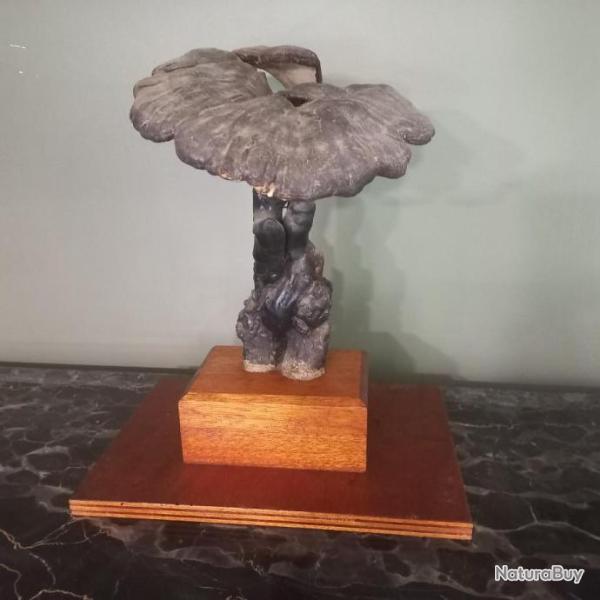 "Champignon Fomes Fomentarius "  Mod�le �ducatif De Collection Botanique Vintag