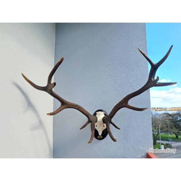 Grand troph�e de cerf �laphe 14 cors irr�guliers #188
