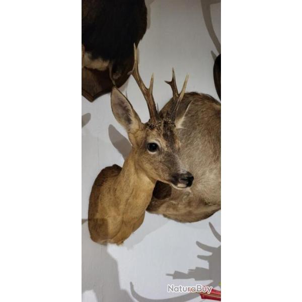 Vend troph�e de brocard