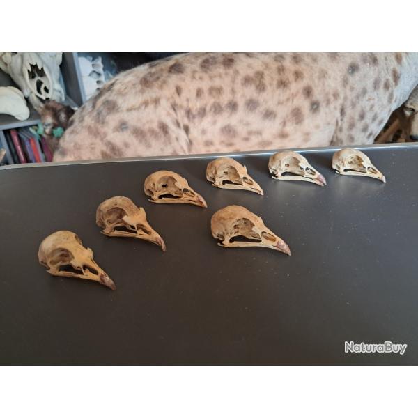 Crne de perdrix #L3K60