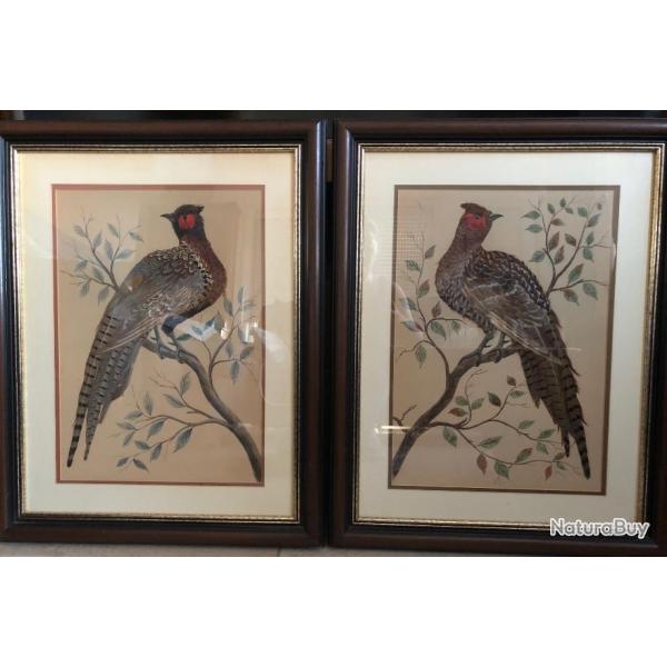 RARE ! Tr�s belle Paire De Tableaux Faisans Avec Des Plumes Naturelles - XIX�me