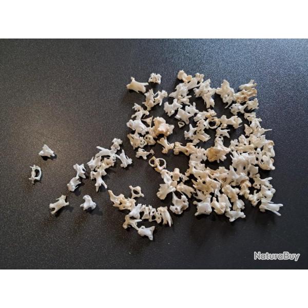 Lot de vertbres d'oiseaux ( pour 20 units )