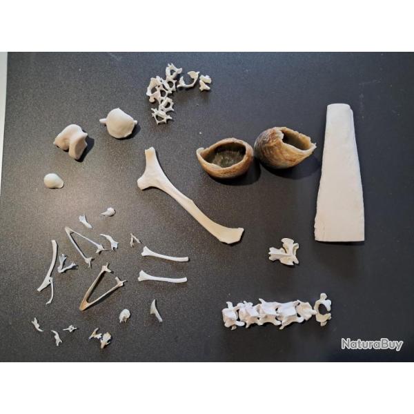 Lot d'os divers #1412